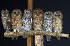 Greifvogelschutzstation Gut Leidenhausen – Bild 5