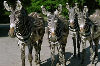 Kölner Zoo – Bild 2