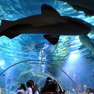 SEA LIFE Oberhausen – Bild 3