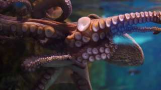 SEA LIFE Oberhausen – Bild 5