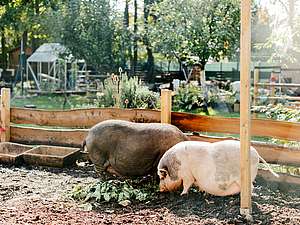 Fröbel-Integrationskindergarten Bauernhofkindergarten Mölkau – Bild 6