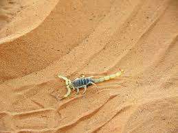 Le Nid du Scorpion (NDS) – Bild 3