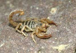 Le Nid du Scorpion (NDS) – Bild 5
