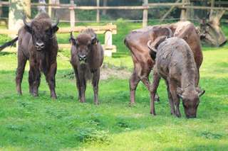 Wildpark Dünnwald – Bild 2