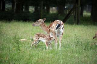 Wildpark Dünnwald – Bild 6