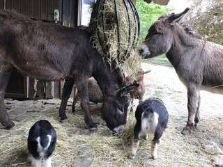 JuniorZoo – Bild 1