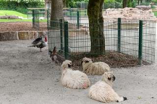 Wildgehege Witthausbusch – Bild 6