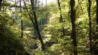 Geraer Stadtwald – Bild 6