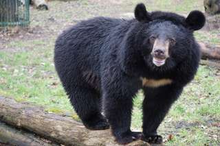 Tierpark Dessau, Lehrpark für Tier- und Pflanzenkunde – Bild 1