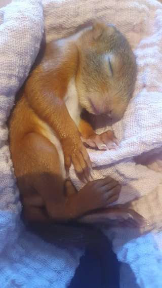 Offenbacher Waldzoo – Bild 3