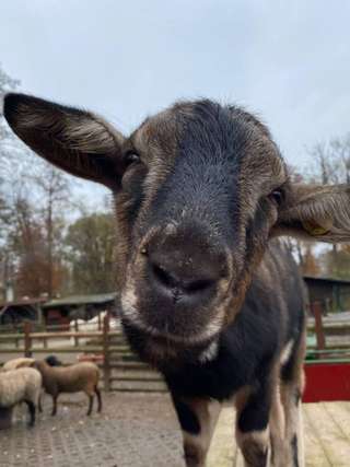 Offenbacher Waldzoo – Bild 6