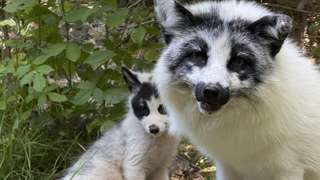 Tier- und Pflanzenpark Fasanerie Wiesbaden – Bild 1