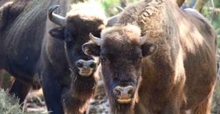 Tier- und Pflanzenpark Fasanerie Wiesbaden – Bild 3