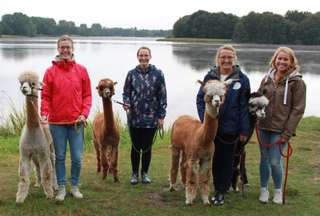 Alpakas vom Tweelbäker See Oldenburg – Bild 2