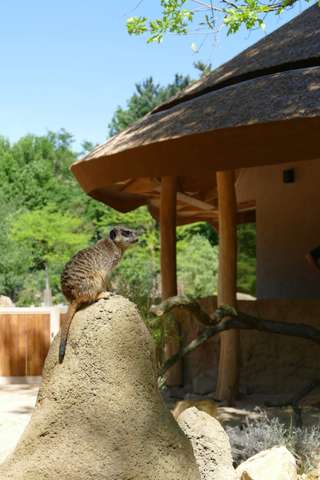 ErdmännchenLodge - Zoo Krefeld – Bild 2