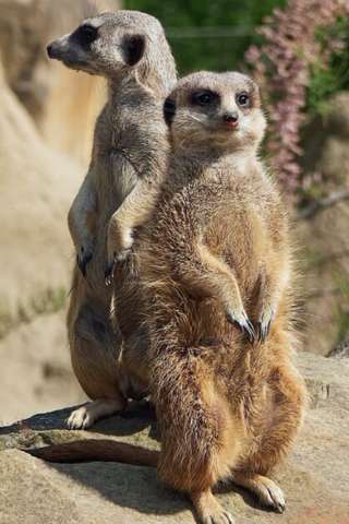 ErdmännchenLodge - Zoo Krefeld – Bild 3