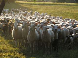 Hofladen Schäferei-Ponyhof-Bitterer – Bild 2