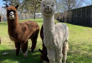 Luisenpark Bauernhof – Bild 3