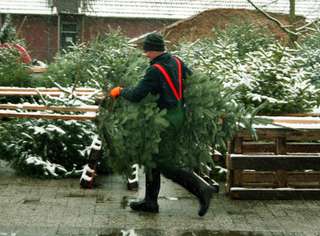 Weihnachtsbäume / Kaminholz Hof Börgen – Bild 6