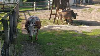 Tiergehege – Bild 3