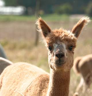 Hofladen und Alpaka-Hof Nester - - Erlebnisbauernhof - - Obst und Gemüsehandel - - Wild aus Eigener Jagd – Bild 1