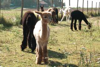 Hofladen und Alpaka-Hof Nester - - Erlebnisbauernhof - - Obst und Gemüsehandel - - Wild aus Eigener Jagd – Bild 3