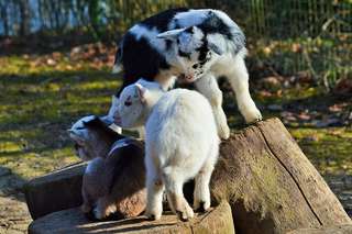 Tierpark Nymphaea – Bild 5