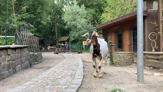 Kinderbauernhof Knirpsenfarm – Bild 2