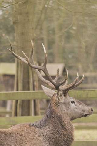Wildpark Tannenbusch – Bild 3