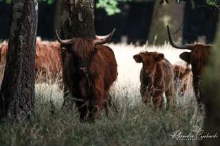Hof-Brambrink "SB Hofladen" – Bild 4