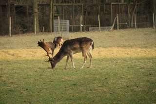 Informationszentrum StadtWaldHaus & Fasanerie – Bild 5