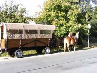 Bauerngärtchen – Bild 4