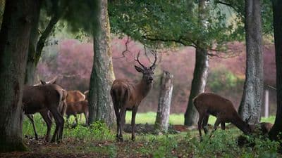 Wildgehege – Bild 2