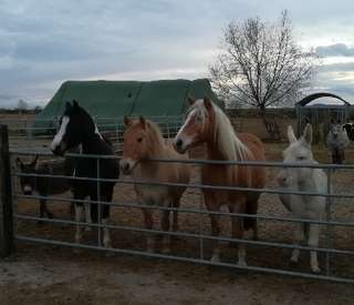 Göttinger Birkenhof – Bild 3