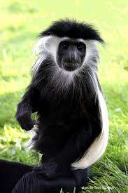 Magnetic Hill Zoo – Bild 2