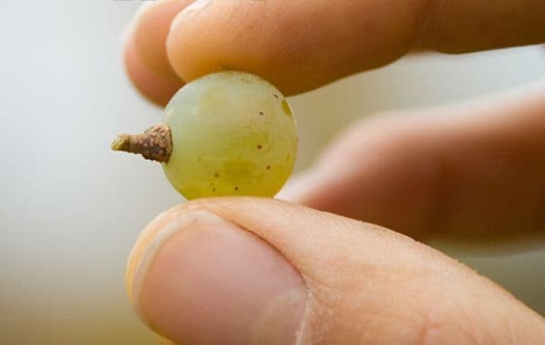 Fleher Hof – Bild 3