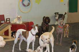 Fido's Playground – Bild 4