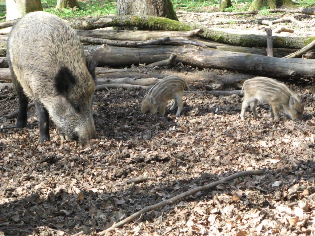 Wildpark Eichert – Bild 6