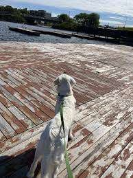 City of Kenora Dog Park – Bild 3