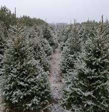 Sandpiper Tree Farm – Bild 1