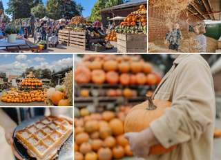 Papes Gemüsegarten - Hofladen Watenbüttel – Bild 4