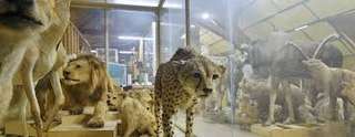 Naturmuseum Solothurn – Bild 1