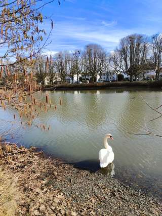 Schwanenteich – Bild 6