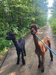 South West Alpacas – Bild 1