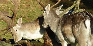 Wildgehege Karlstern – Bild 2