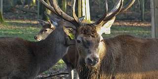 Wildgehege Karlstern – Bild 3