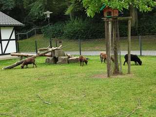 Tiergehege im Herminghauspark – Bild 5